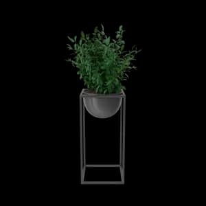 Image of House Showpiece Plant