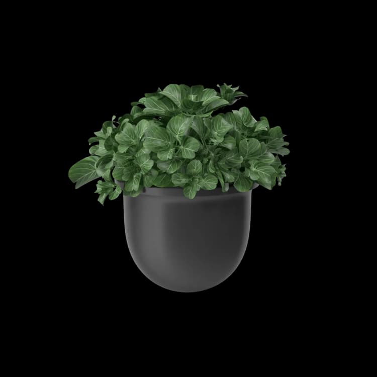 Image for Plant Pot