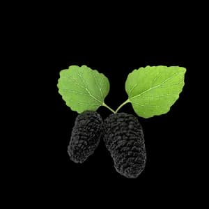 Image of Mulberry